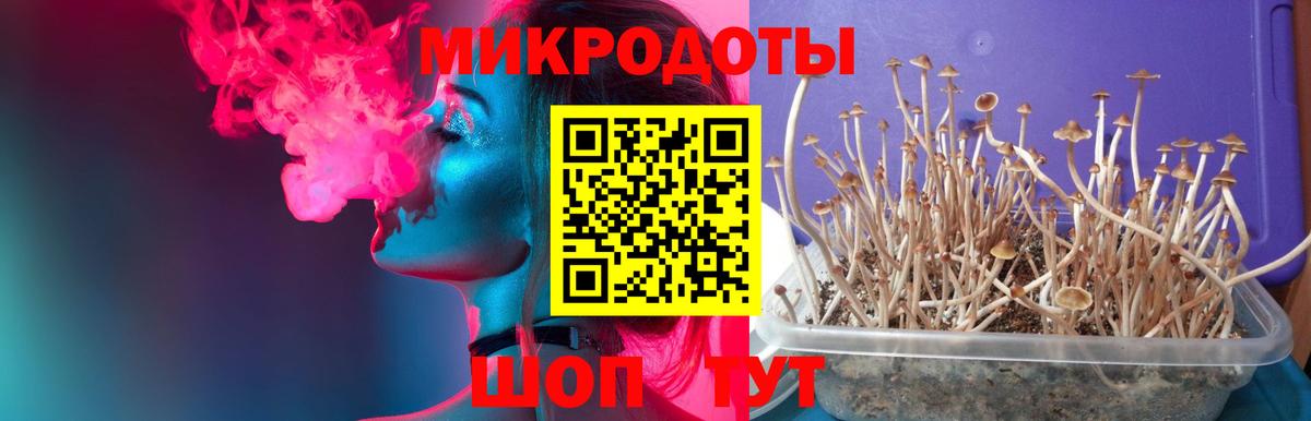 Псилоцибиновые грибы Psilocybe Ревда